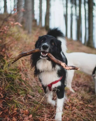A playful dog carrying a stick through the woods on a fall day.