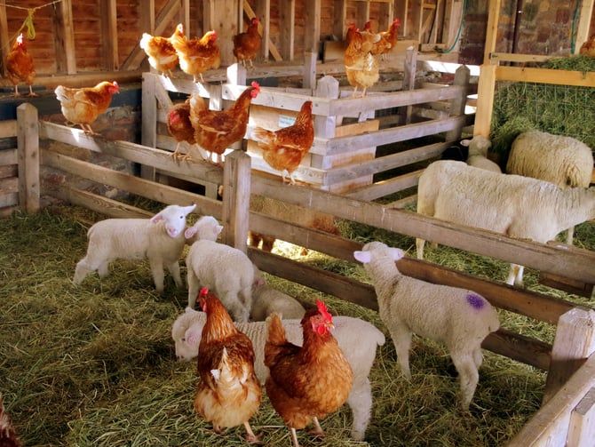 Billings Farm