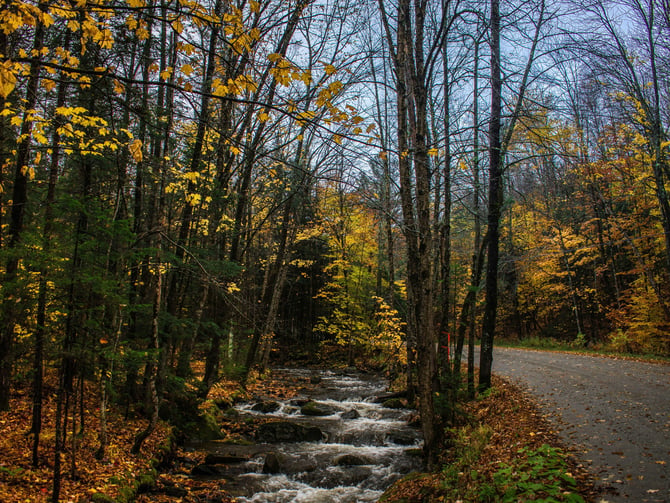 Autumn stream winding through golden Vermont forest