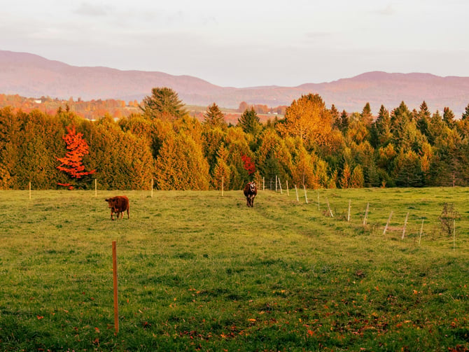 Cobble Knoll Orchard