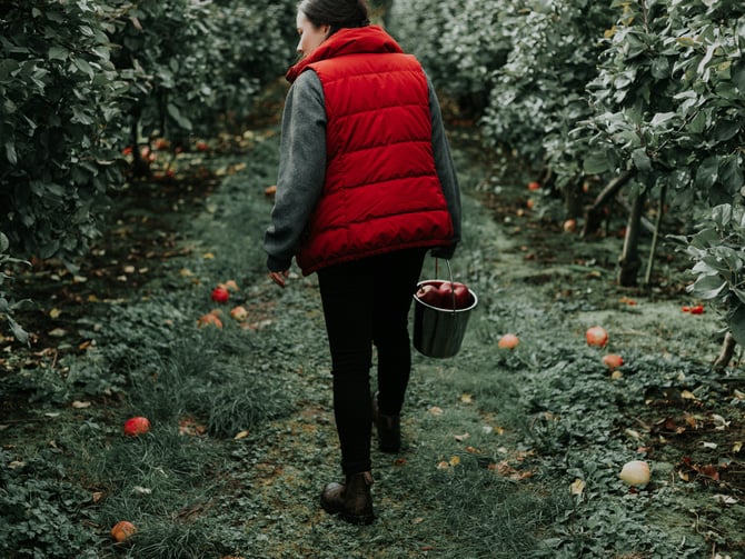 Hicks Orchard