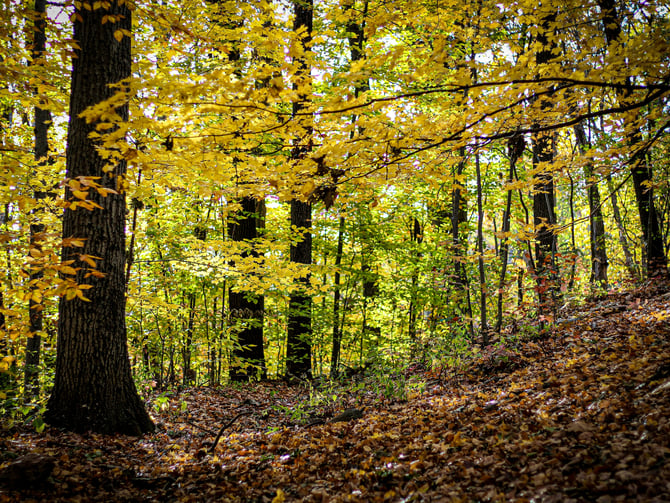 Tall autumn forest with golden canopy and leaf-covered floor